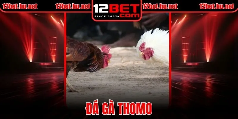 Đá Gà Thomo Tại 12BET – Thông Tin Chi Tiết Dễ Hiểu