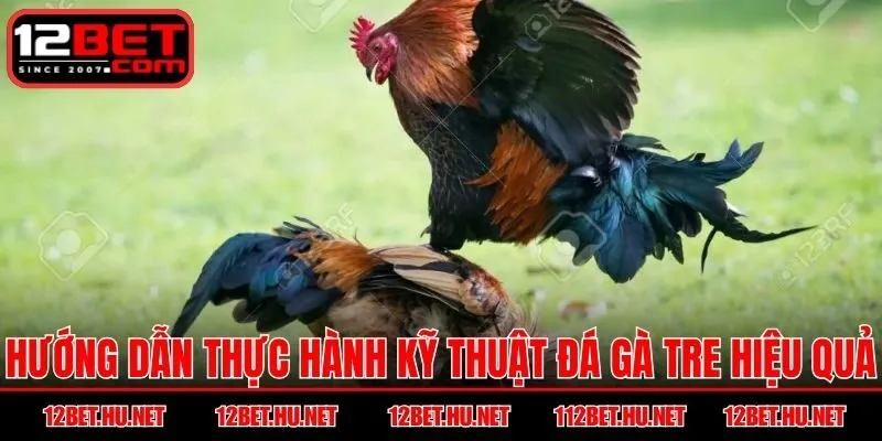 Hướng dẫn thực hành kỹ thuật đá gà tre hiệu quả