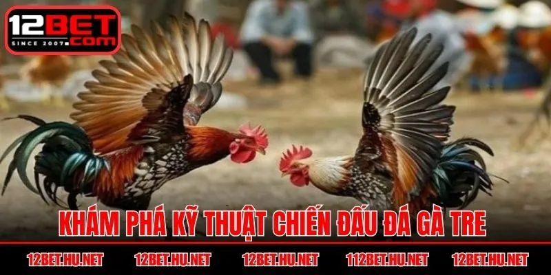 Khám phá kỹ thuật chiến đấu đá gà tre chuyên nghiệp