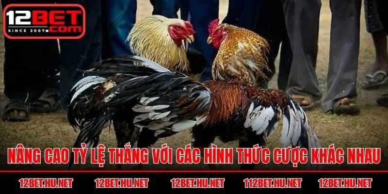 Nâng cao tỷ lệ thắng với các hình thức cược khác nhau