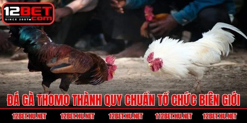 Đá gà thomo thành quy chuẩn tổ chức biên giới