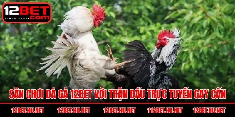 Sân chơi Đá Gà 12BET với trận đấu trực tuyến gay cấn