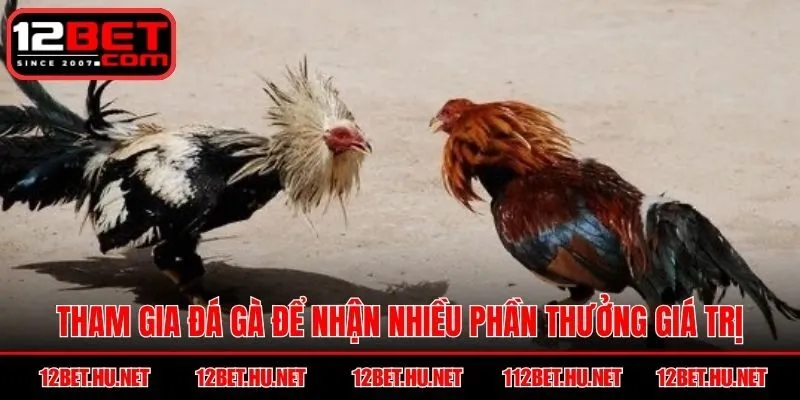 Tham gia đá gà để nhận nhiều phần thưởng giá trị