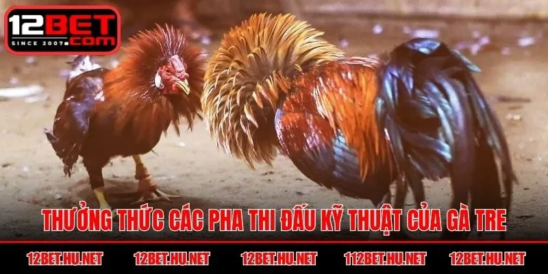 Thưởng thức các pha thi đấu kỹ thuật của gà tre