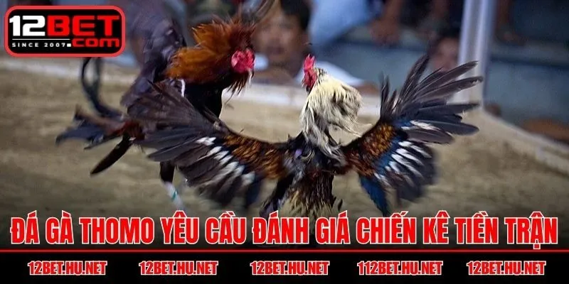 Đá gà thomo yêu cầu đánh giá chiến kê tiền trận